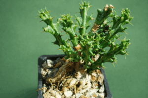 file_000000008b2c71f48ec242be14792c95 Euphorbia knuthii