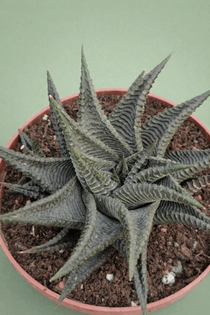 file_000000008eb871f49a5d348ba9773b74 Haworthia limifolia