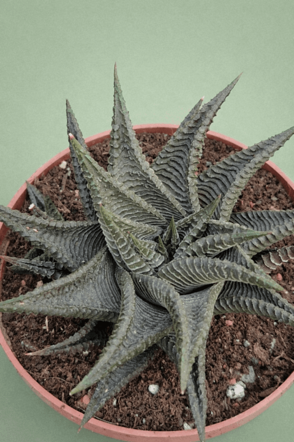 Haworthia limifolia