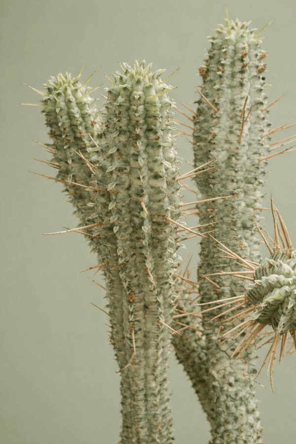 Euphorbia mammillaris cv. variegata