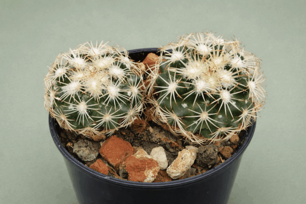 Coryphantha spec El Sauz