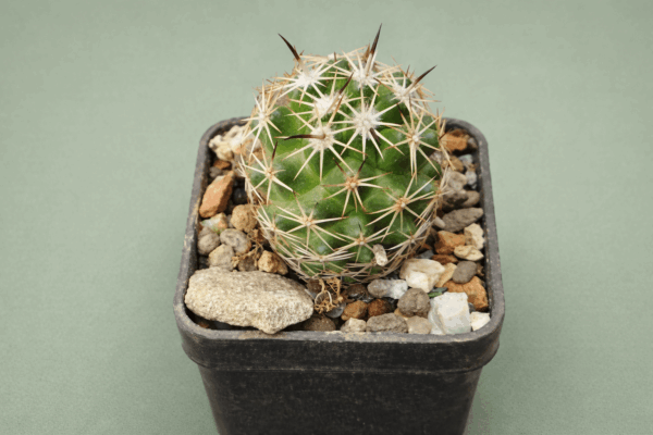 Coryphantha sp Parras-Viesca