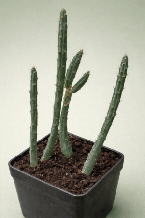 file_00000000c53471f48ca66b37eb68d133 Senecio stapeliaeformis v gregori