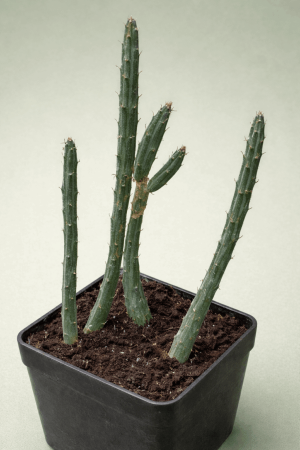 Senecio stapeliaeformis v gregori