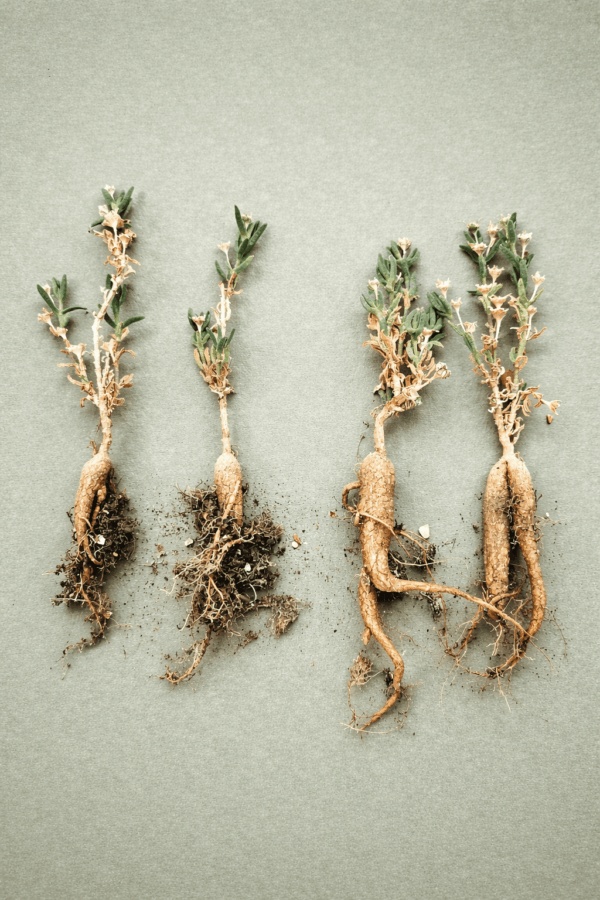 Mestoklema macrorrhizum