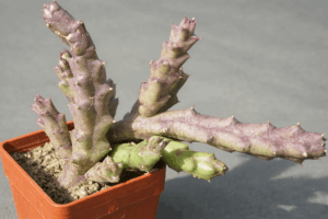 Stapelia variegata