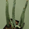 Senecio stapeliaeformis