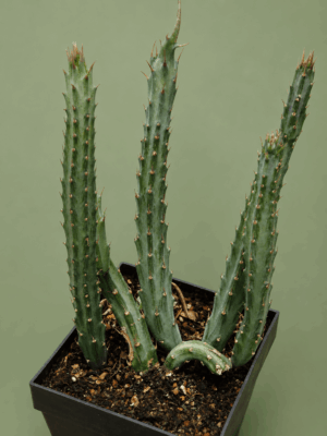 file_00000000d260722fbfc4bc30f689a2ec Senecio stapeliaeformis
