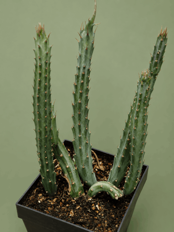 Senecio stapeliaeformis