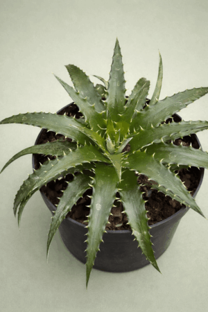 Dyckia brevifolia