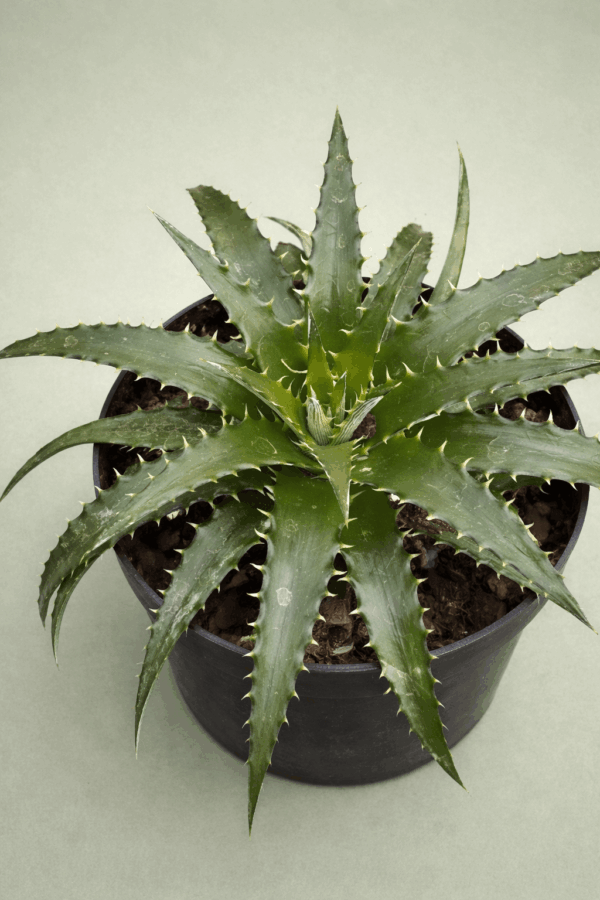 Dyckia brevifolia