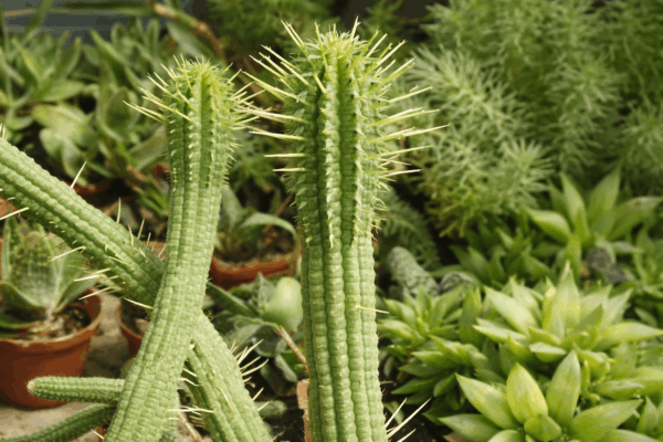 Euphorbia mammillaris