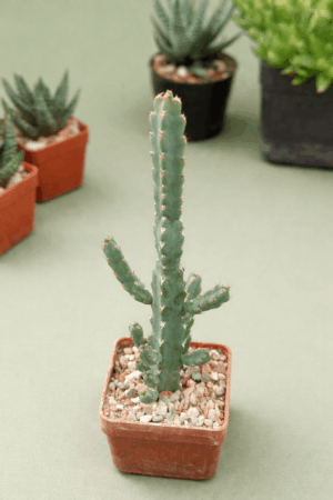 file_00000000d94071f4b5d064ff92c82dd5 Euphorbia debilispina