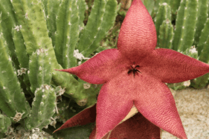 Stapelia grandiflora