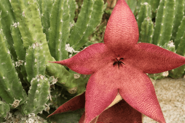 Stapelia grandiflora