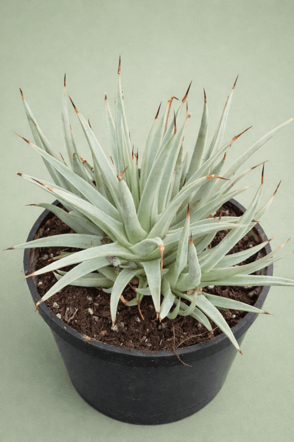 Agave striata nana