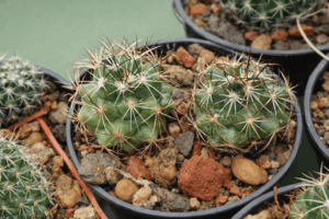 Coryphantha sp Ocampo