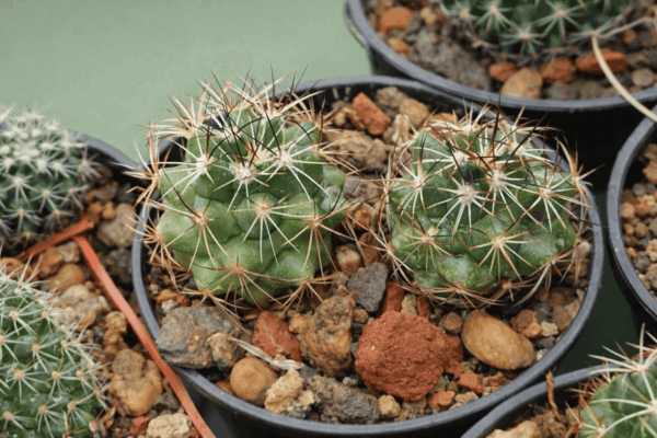 Coryphantha sp Ocampo