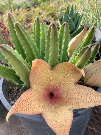 Stapelia giganthea