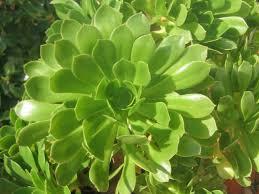 Aeonium arboreum