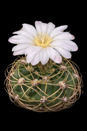 Gymnocalycium monvilei