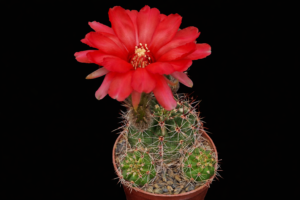 1efee59b-0d4c-4954-b6e5-cfafba67b9a4 Lobivia aurea v dobeana