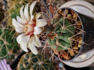 20240430_164118_7776_8197 Gymnocalycium catamarcense v schmidianum