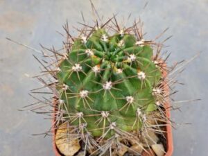 20240716_190104_7903 Lobivia hertrichiana v simplex