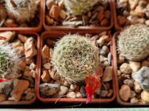 Rebutia graciliflora