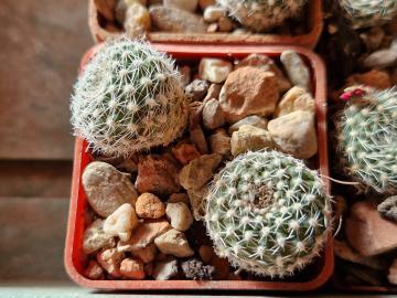 Rebutia xanthocarpa v coerulescens
