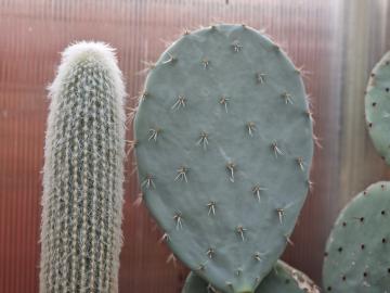 Opuntia sp 5