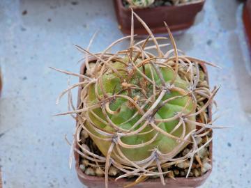 Gymnocalycium catamarcense v acinacispinum