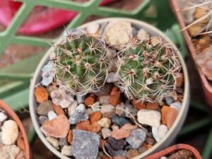 20240804_092543_7978 Lobivia haematantha v drijveriana