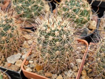 Lobivia haematantha v elongata (2)