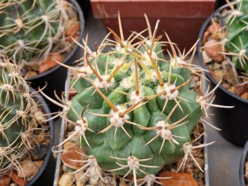 Lobivia ferox v cerdana