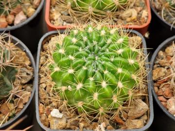 Lobivia cinnabarina v draxleriana