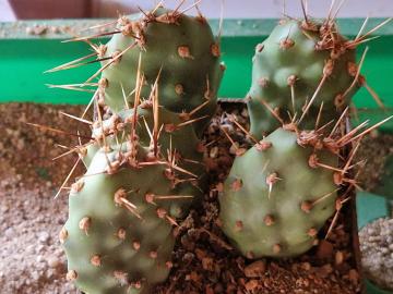 Opuntia sp 9