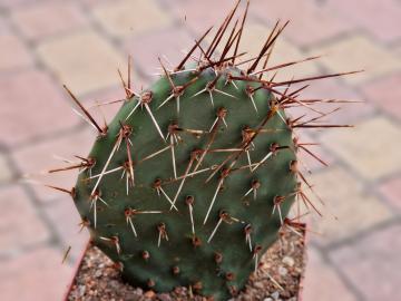Opuntia sp 10