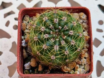 Notocactus ottonis