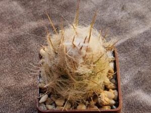 Oreocereus trollii (4)