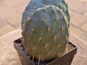 20240907_170658_8081 Opuntia streptacantha