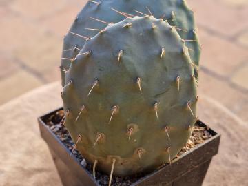 Opuntia streptacantha