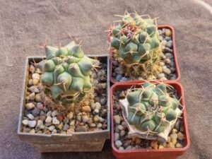 20240911_152319_8084 Thelocactus mix