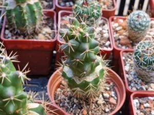 20240925_155700_8110 Thelocactus tulensis