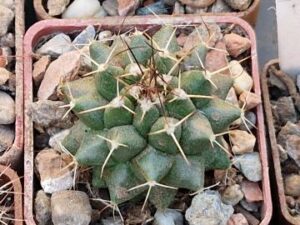 Mammillaria sp 1