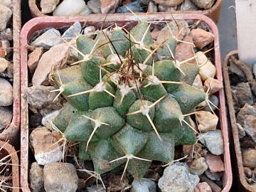 Mammillaria sp 1