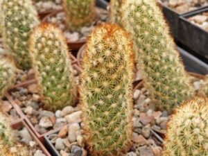 Mammillaria elongata
