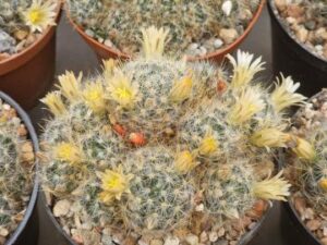 Mammillaria prolifera (1)