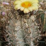 20250427_135723 semena Astrophytum capricorne Parras