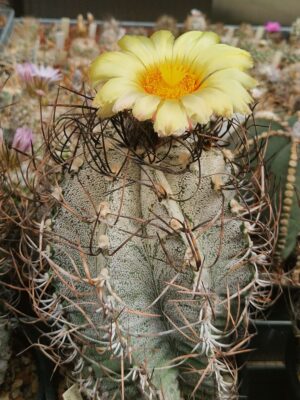 semena Astrophytum capricorne Parras